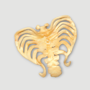 Ailes de C.A Cupid / Cupidona (Sweet 1600)